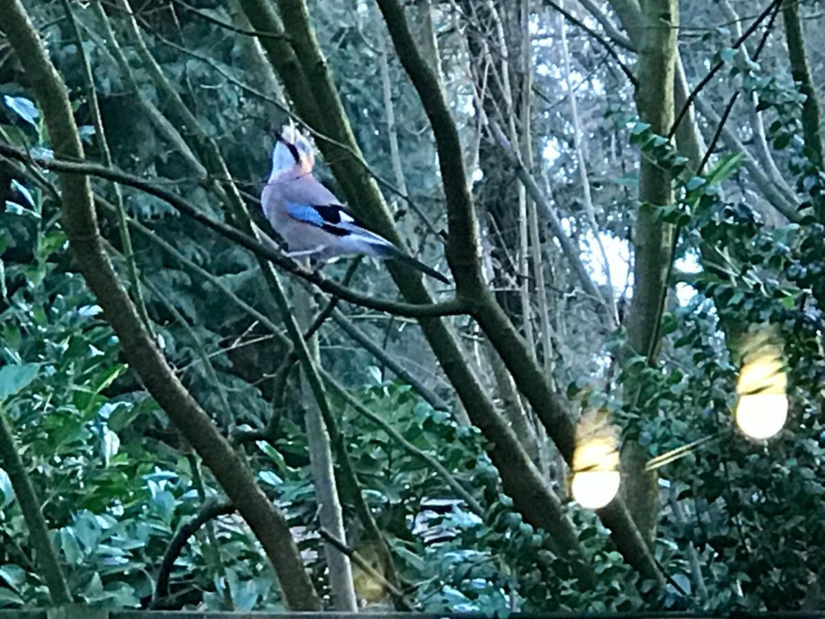 Chalet Kunstenaars Boshuisje Veluwe Hoenderloo